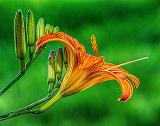 Daylily Profile_DSCF05758